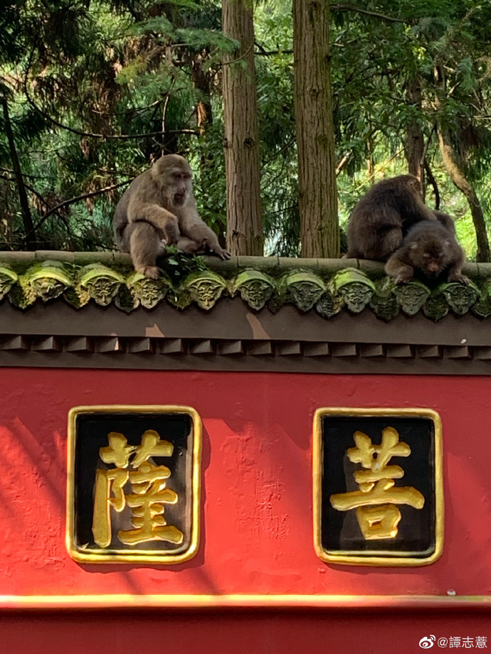 旅遊分享:峨眉山-秀甲天下