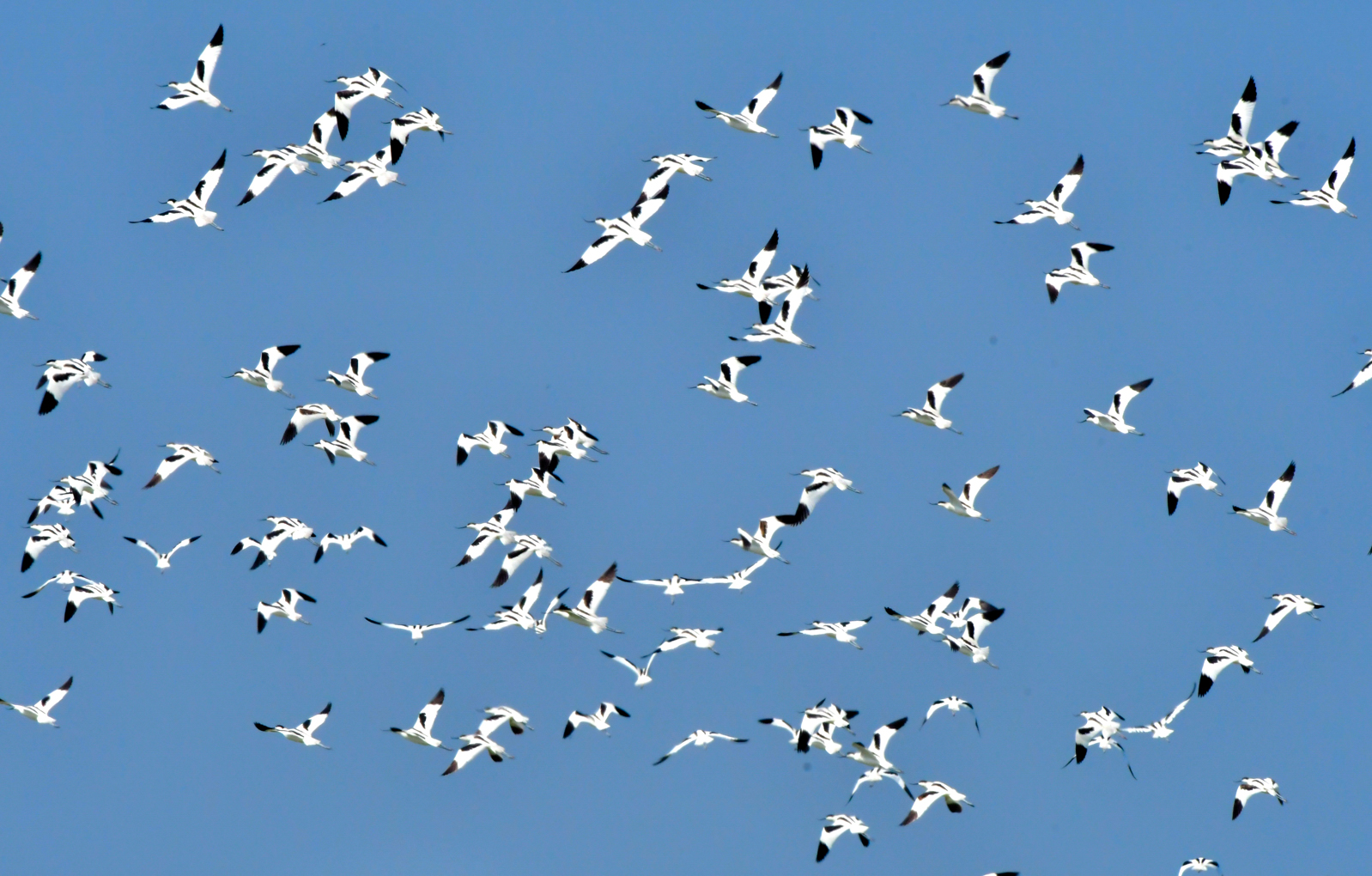 野鳥沒有國界，政治影響保育？中華鳥會被國際鳥盟除名始末