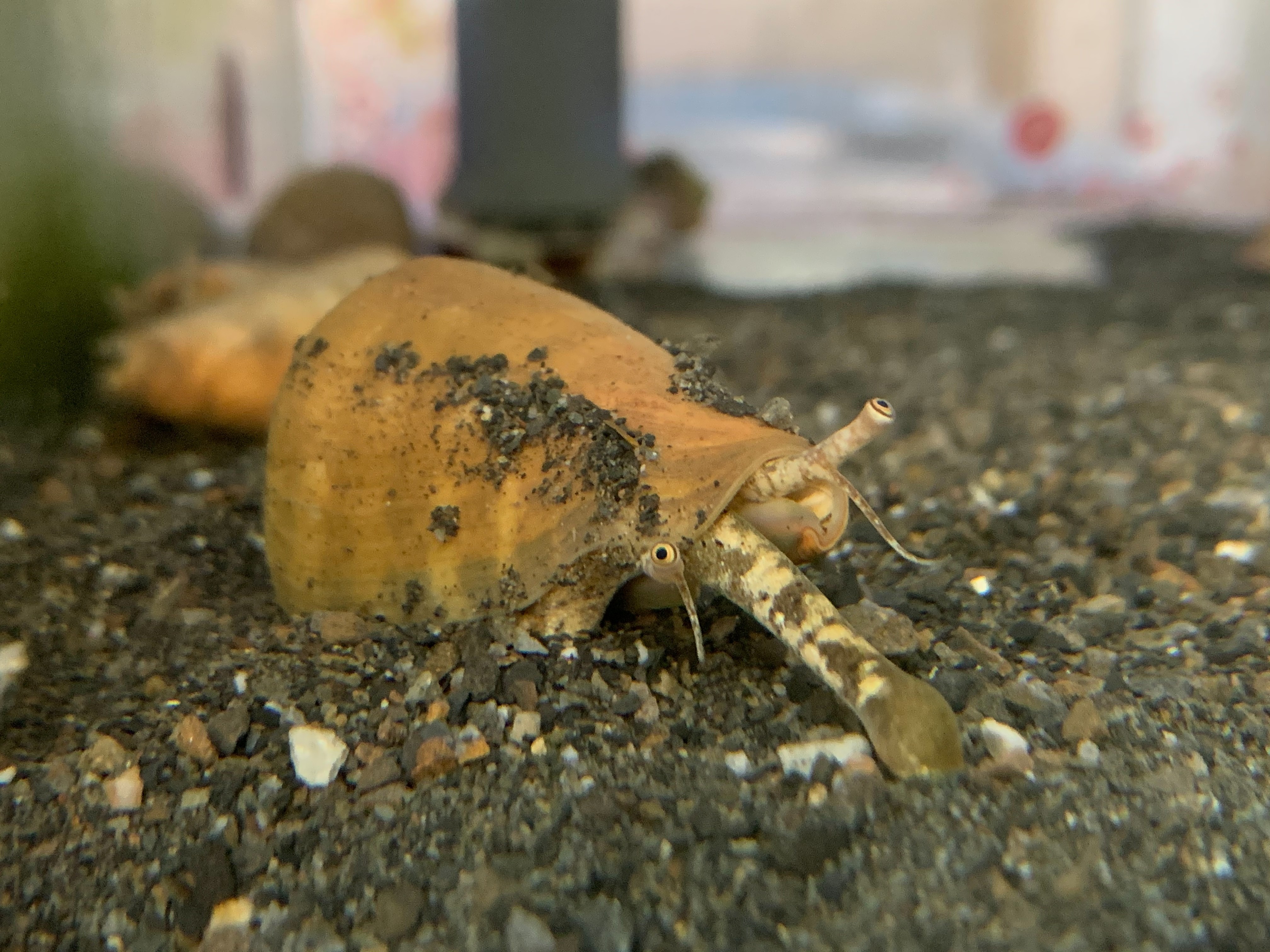 花枝紅嬌綻放