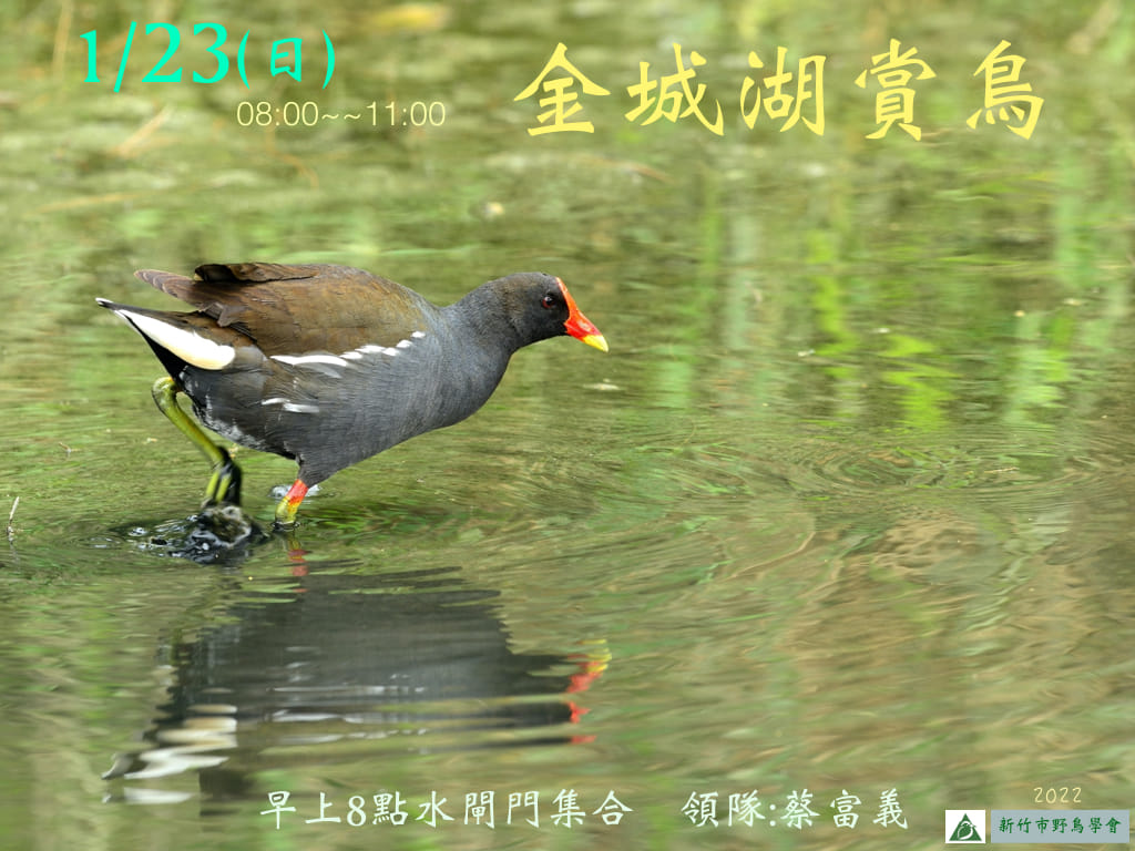 新竹鳥會 守護香山濕地