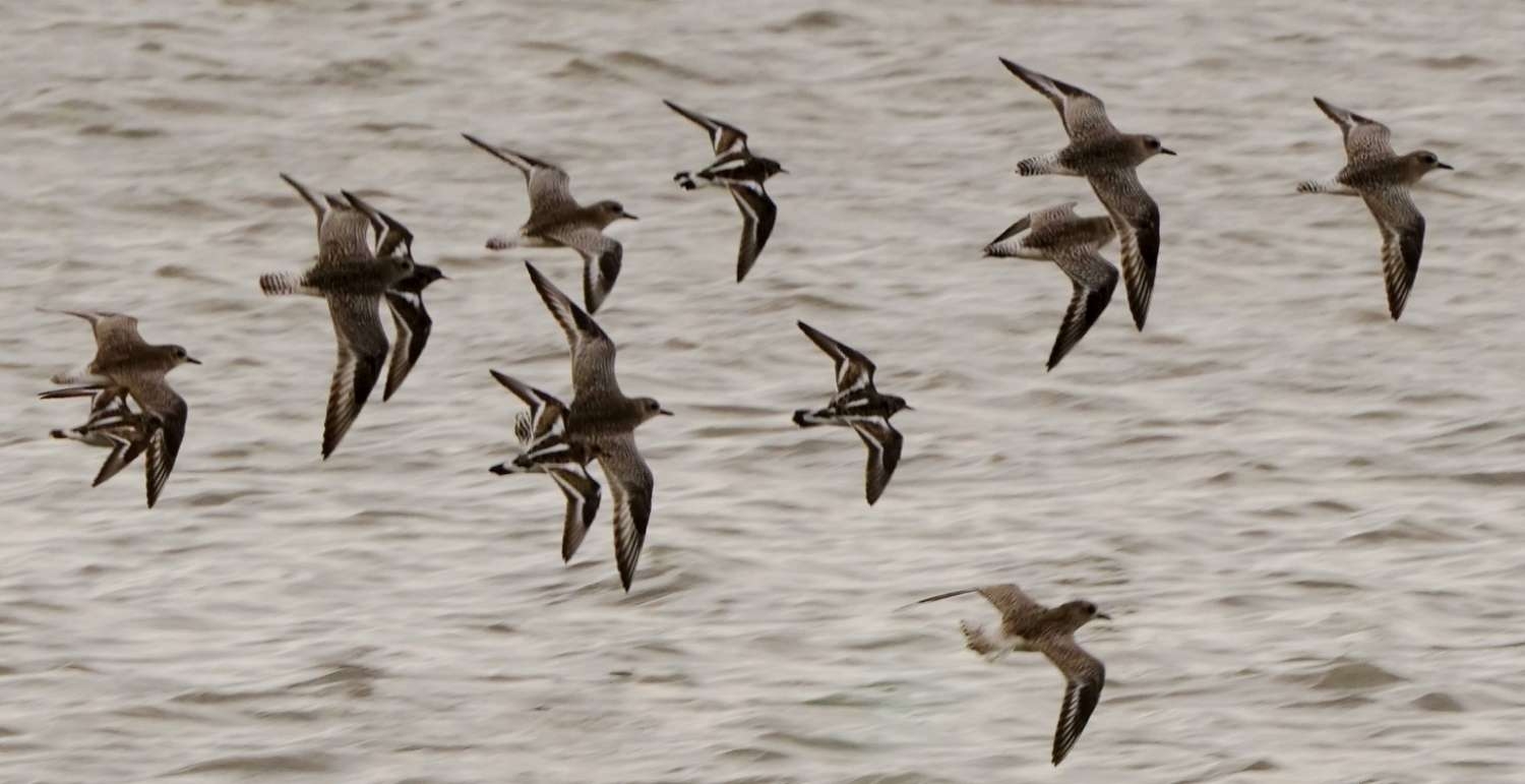 戀戀臺灣
