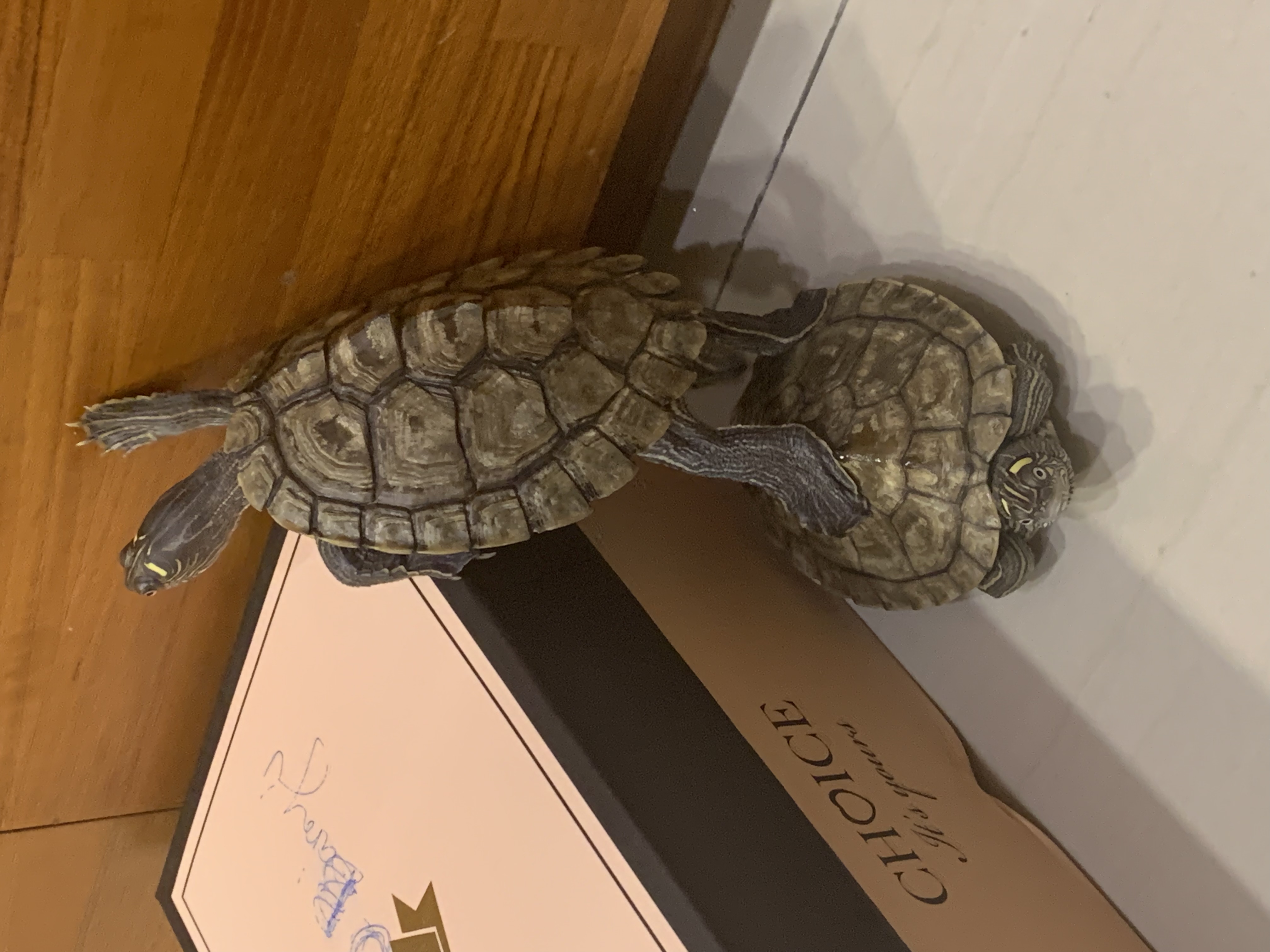 回覆聽友來信:越南 朱美霞