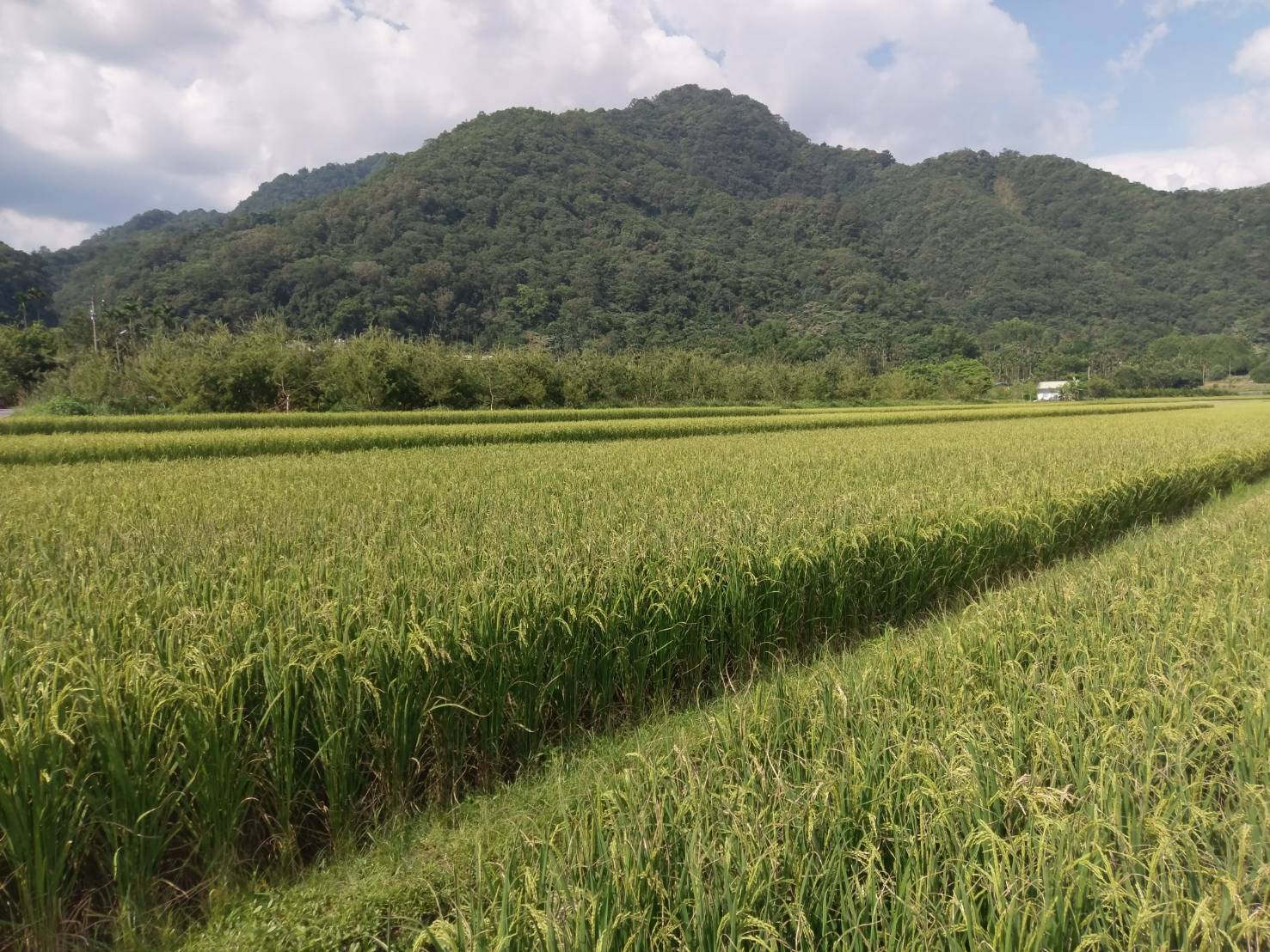 儲備植物醫師進駐嘉義縣鄉鎮在地服務