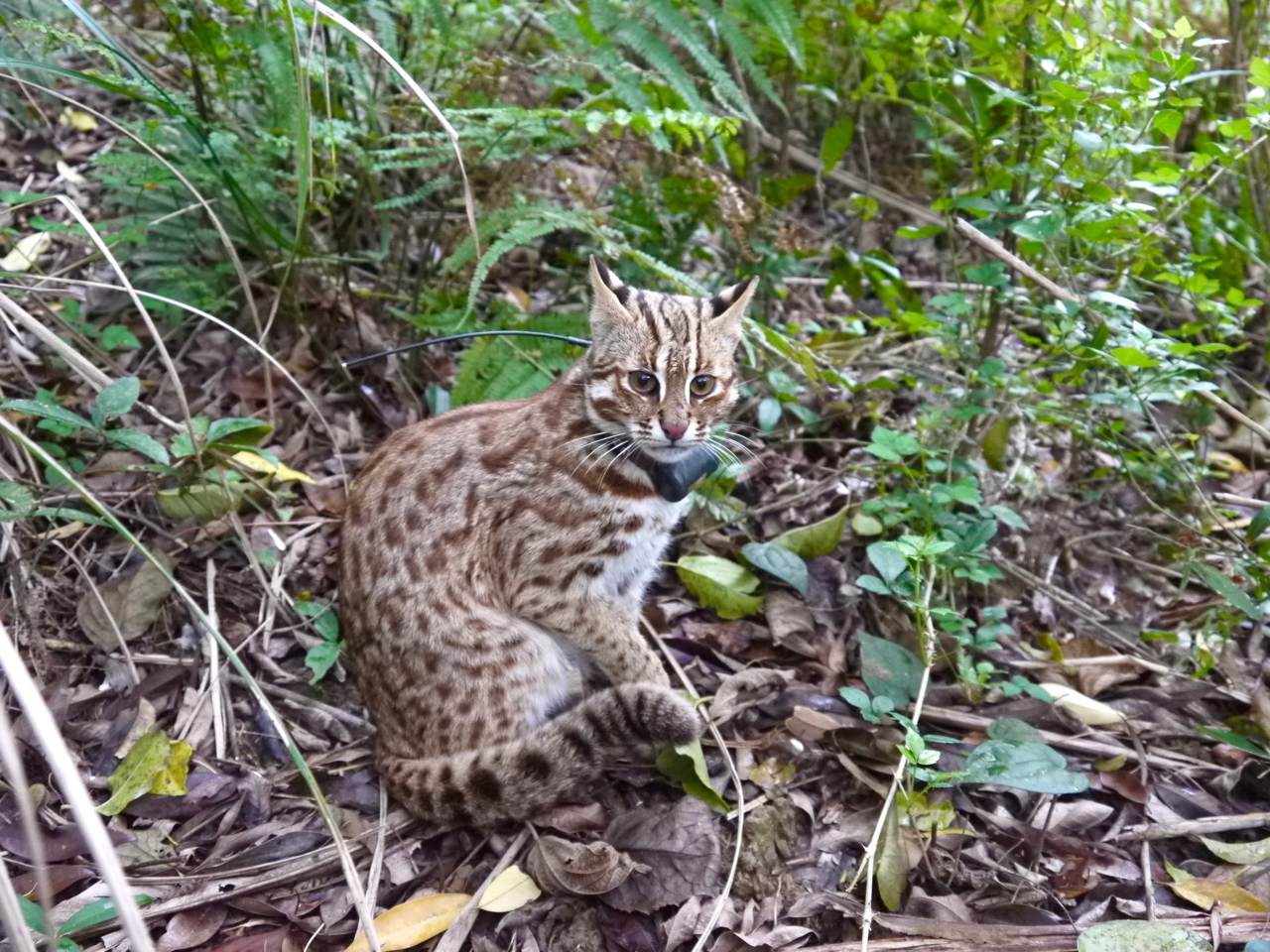 石虎急救站 苗栗「後龍動物醫院」