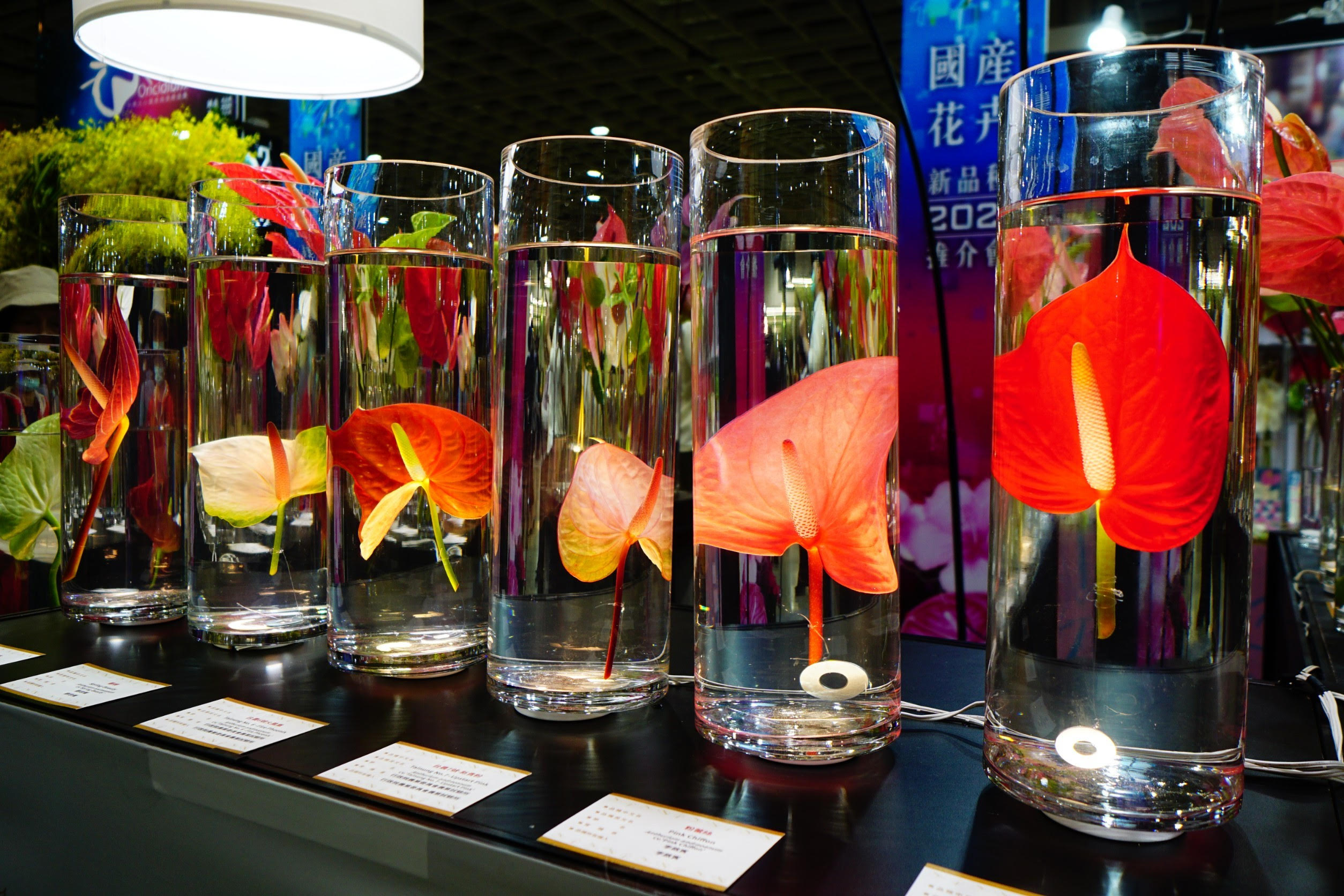 喜迎新春 火鶴花大展鴻圖