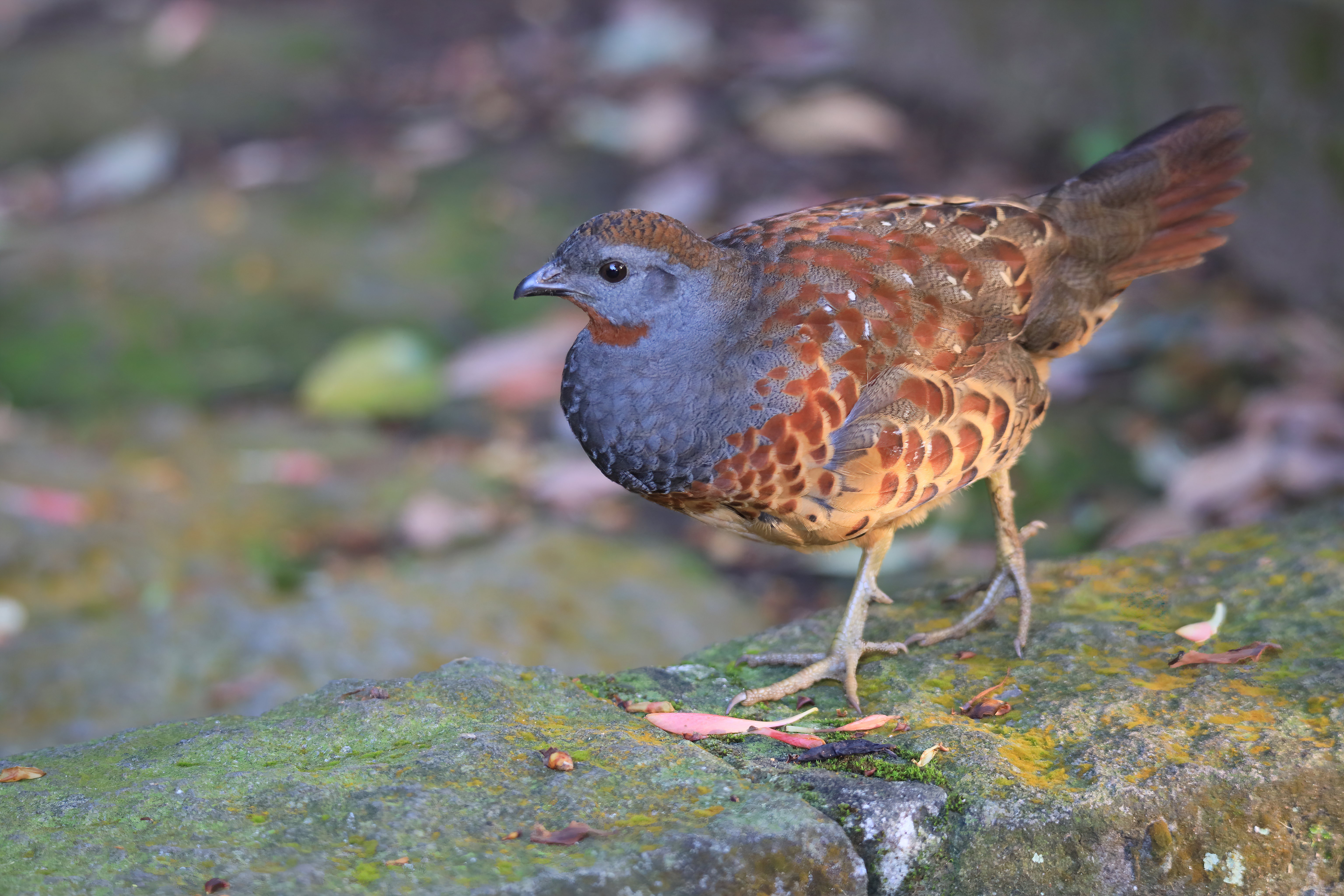 臺灣活力GO