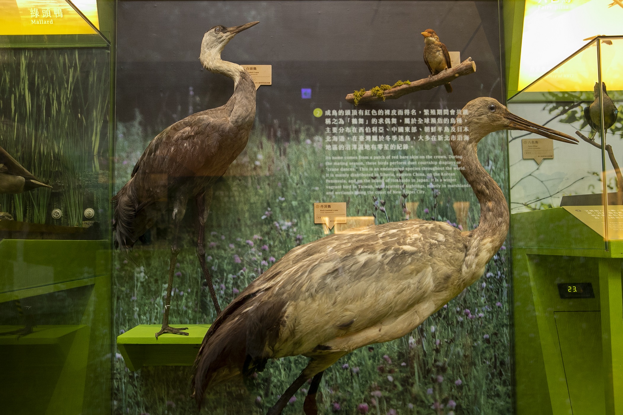 臺博館 漂鳥集-臺灣候鳥展