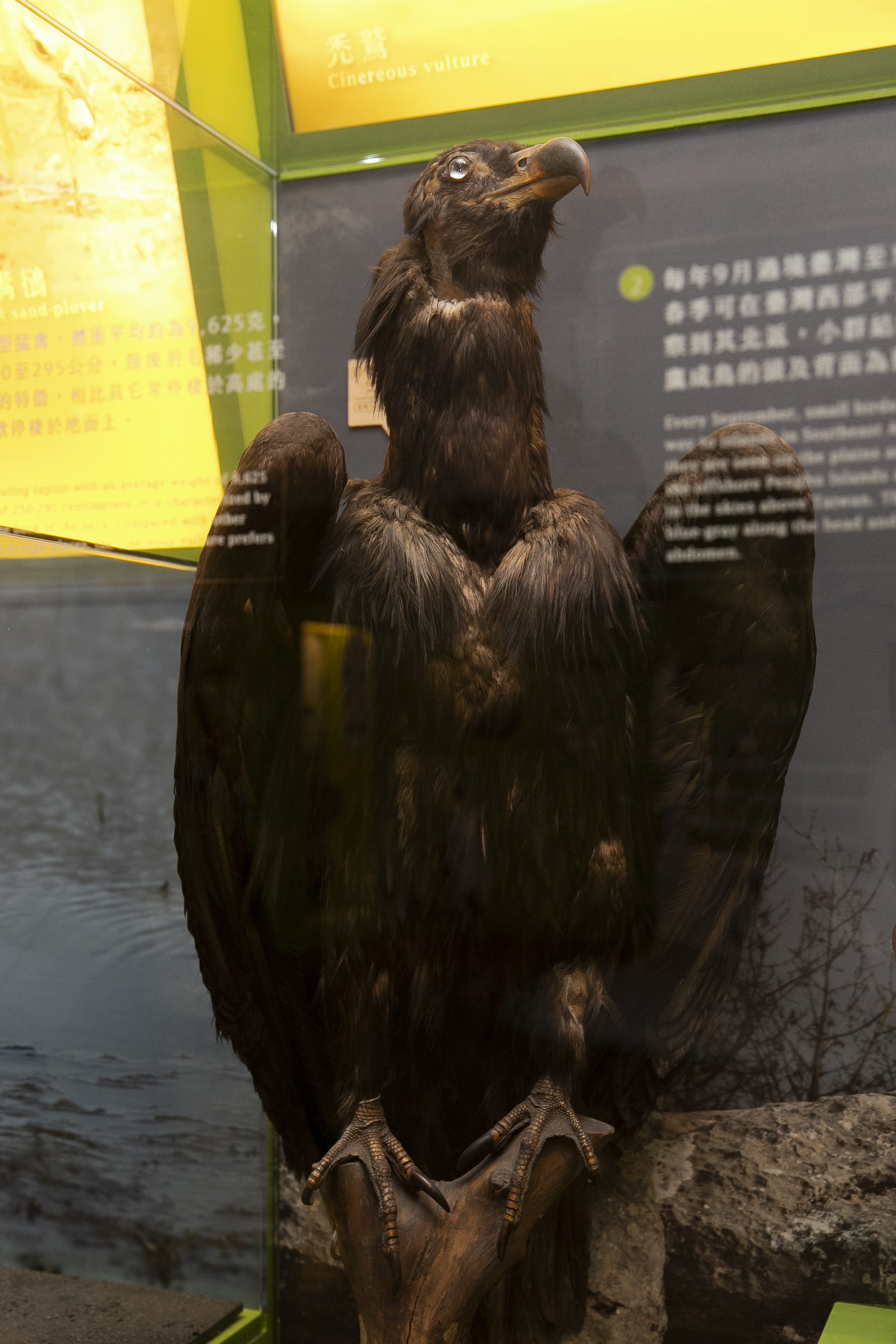 臺灣活力GO