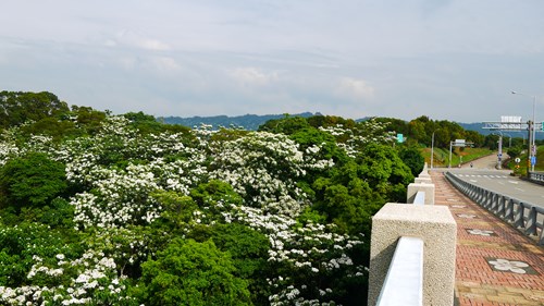 油桐花開,看見桐花看見客家,歡迎來尞 油桐花開,看見桐花看見客家,歡迎來尞