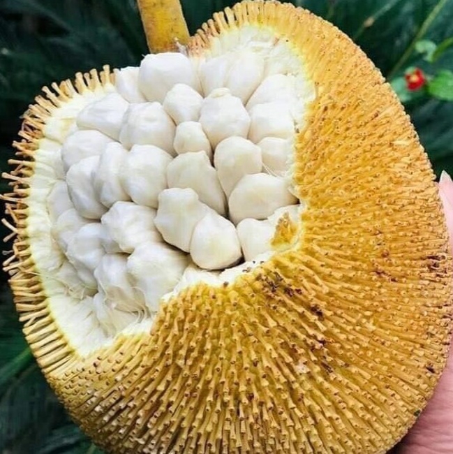 夏天吃水果最消暑,汶萊的Tarap達拉吃過沒? 夏天吃水果最消暑,汶萊的Tarap達拉吃過沒?