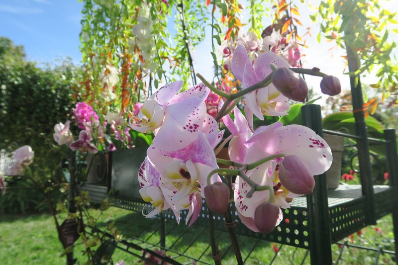 「生活美學」文哥談蘭花