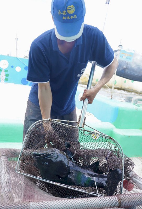 上不了中國餐桌  永安的石斑魚搶進這些市場