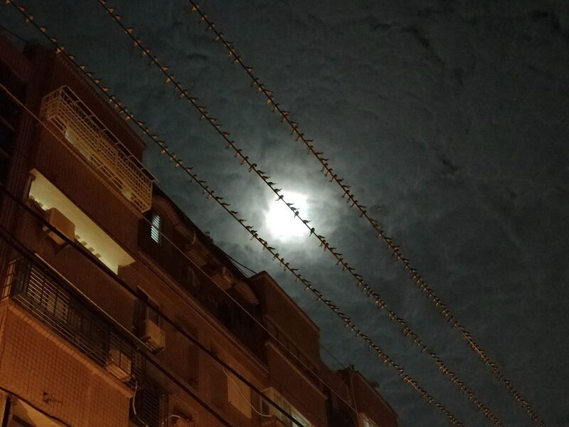 家燕屏東作客，壯觀夜棲奇景年年有！