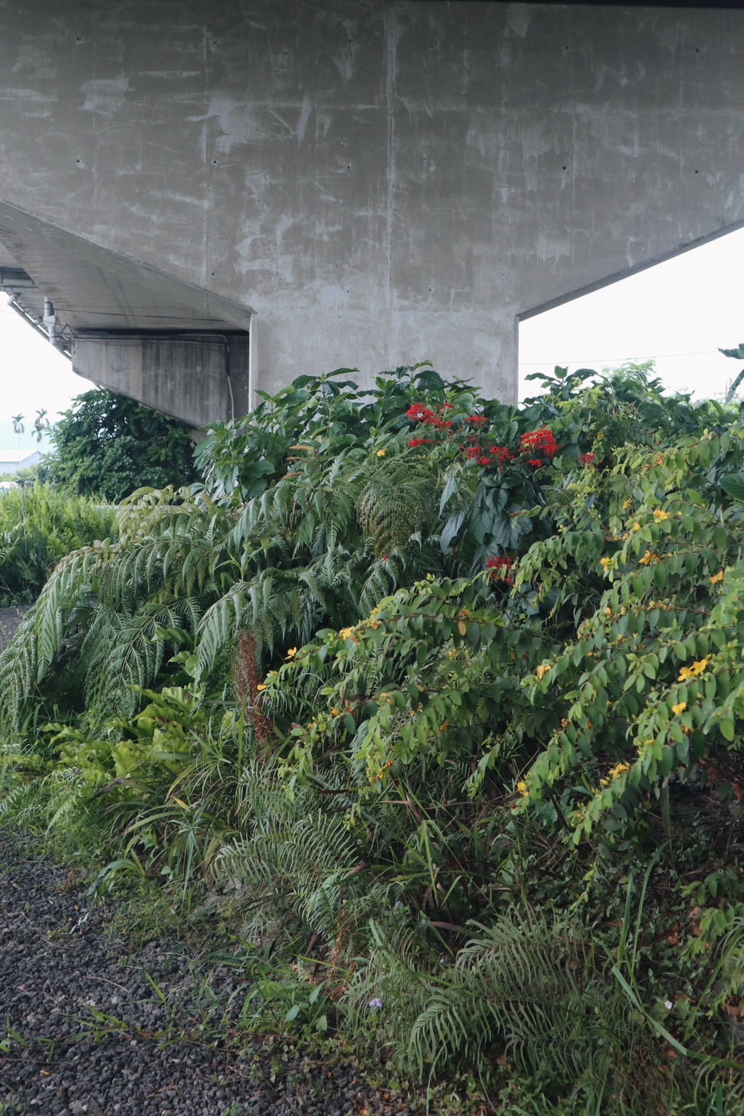 草本復興！選種草本植物倡議　因地制宜打造永續道路綠帶